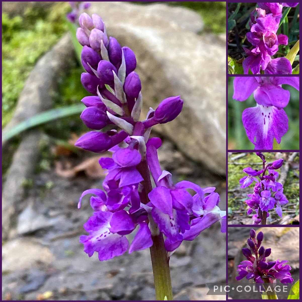 Michell27802876's tweet image. Thrilled to see lots of orchids blooming today! I always feel like I’ve found treasure when I see them. Think these are Early Purple Orchids. #WildflowerHour