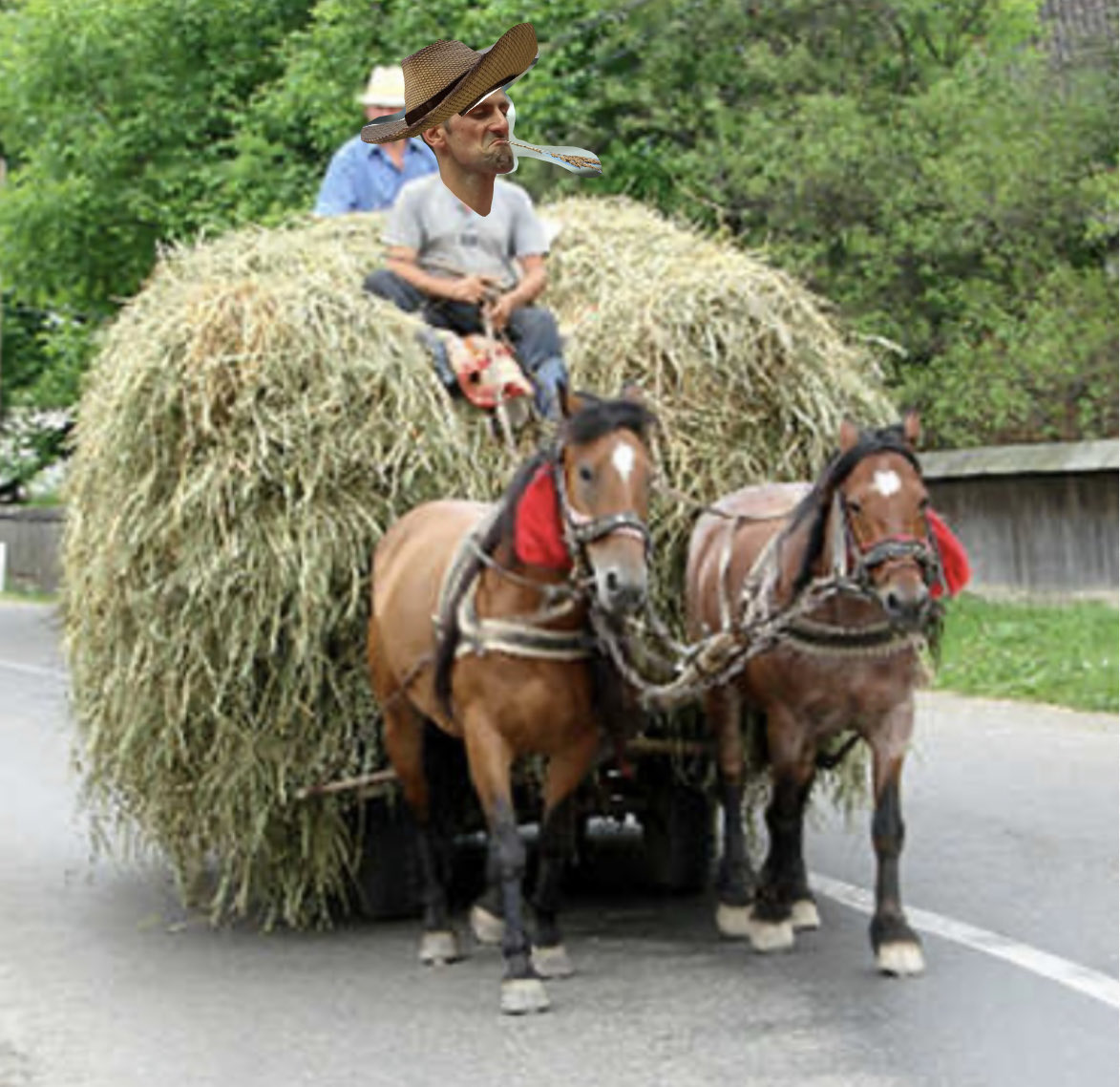 on my goat! tweet media