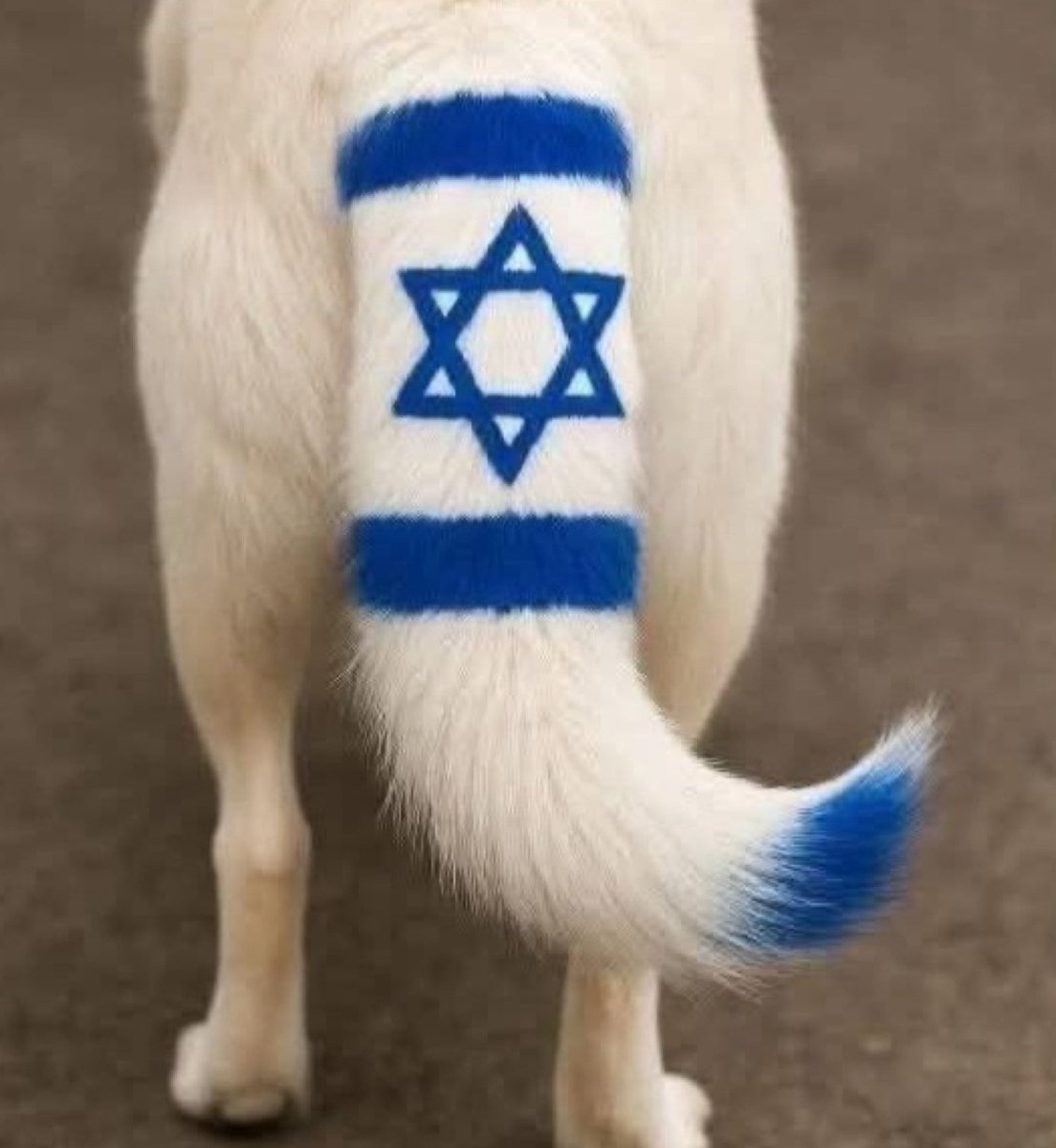 Rami 🦁 tweet media