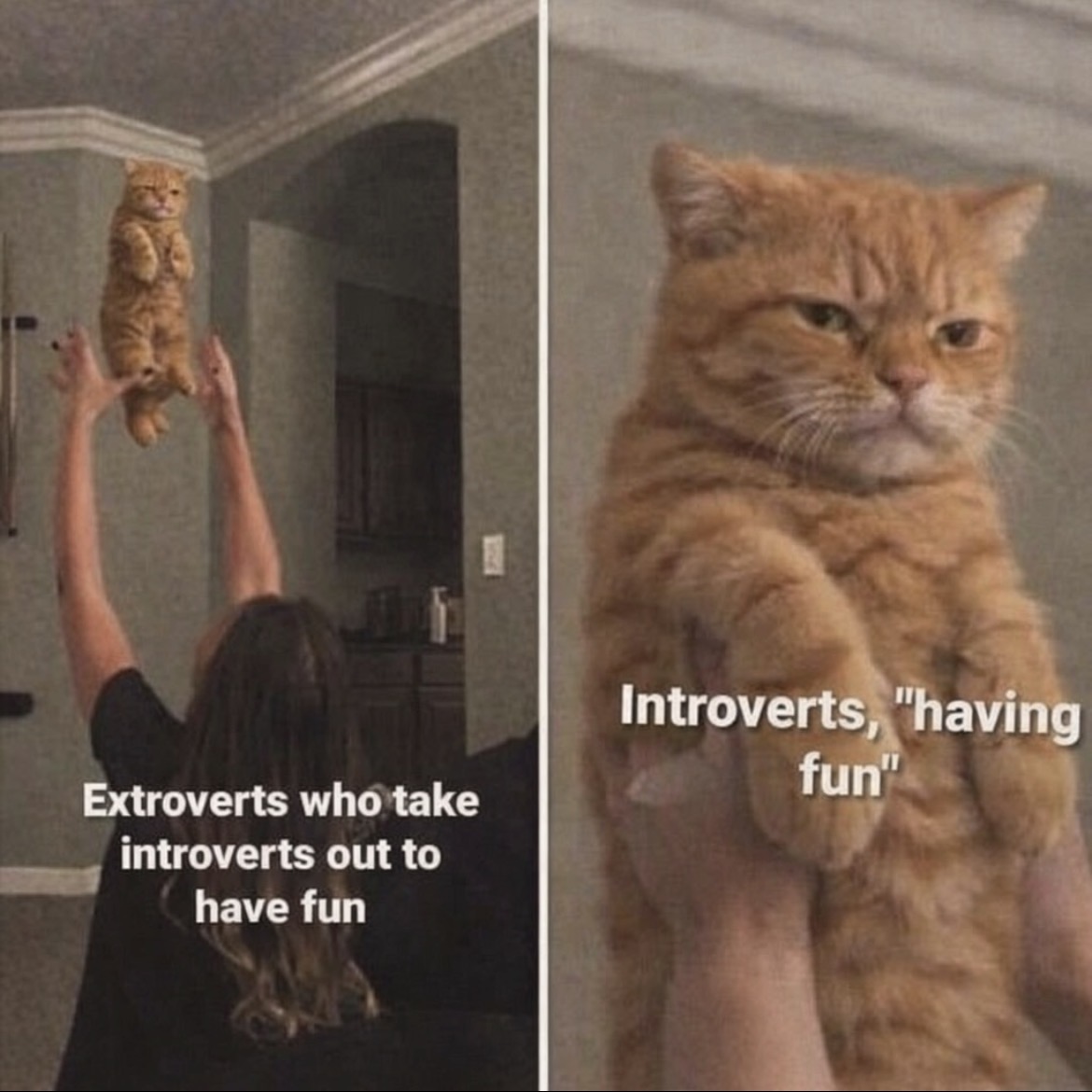 cats with powerful aura tweet media