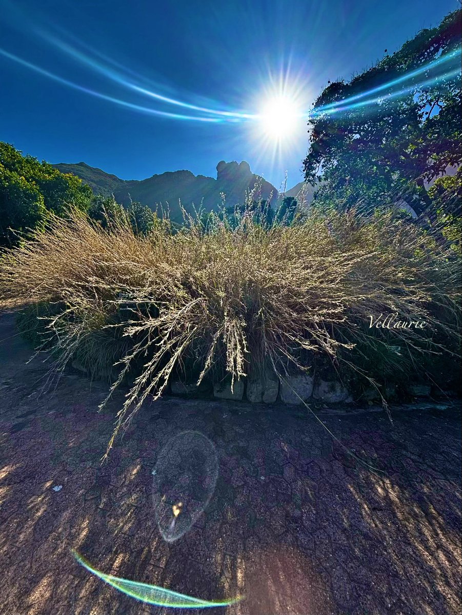 VijayEllaurie's tweet image. Let's see a picture with the sun in it

QP or Share your ☀️☀️ pictures