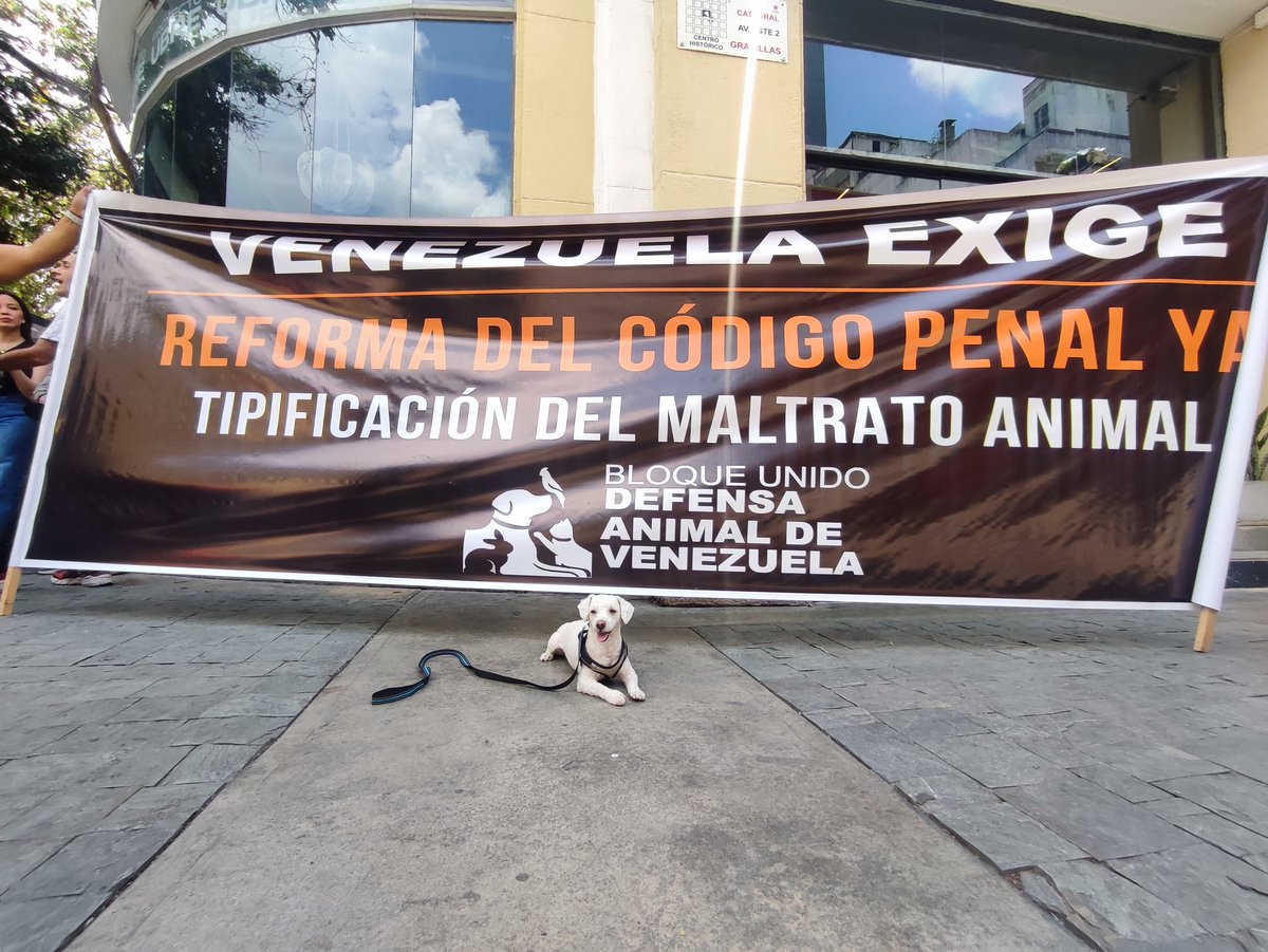 ReporteYa's tweet image. #19Abr #Caracas #Protesta #MaltratoAnimal 
@RobertLobo_ : Concentración en la Plaza Bolívar, para pedir reformas de leyes en pro de los animales. El maltrato animal debe conllevar sanciones más severas, es urgente. 
No es posible que en la mayoría de los casos los maltratadores