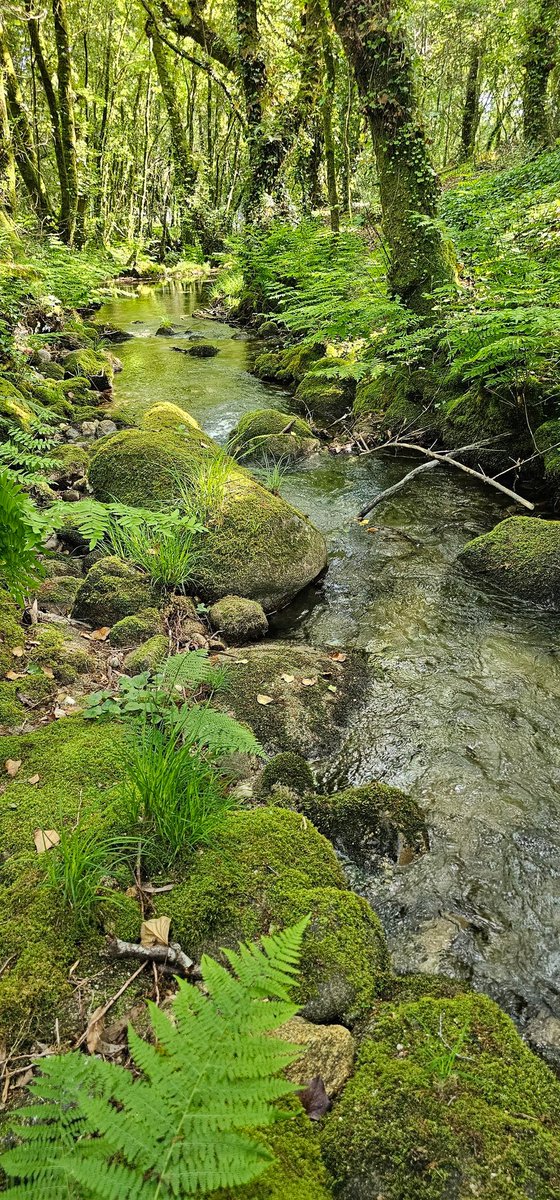 ramon_magan's tweet image. De paseo por un tramo de la #SendaDoRioFurnia en la parroquia de #Malvas en #Tui.
Un recorrido placentero que nos lleva por viejos molinos abandonados entre vegetación frondosa y el arrullo del agua.
