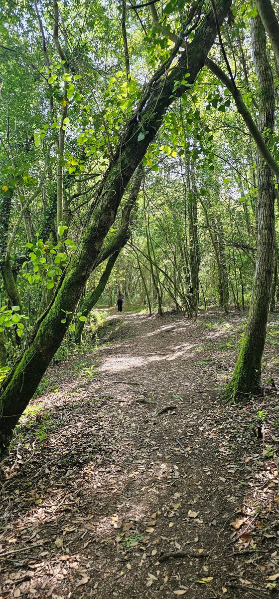 ramon_magan's tweet image. De paseo por un tramo de la #SendaDoRioFurnia en la parroquia de #Malvas en #Tui.
Un recorrido placentero que nos lleva por viejos molinos abandonados entre vegetación frondosa y el arrullo del agua.