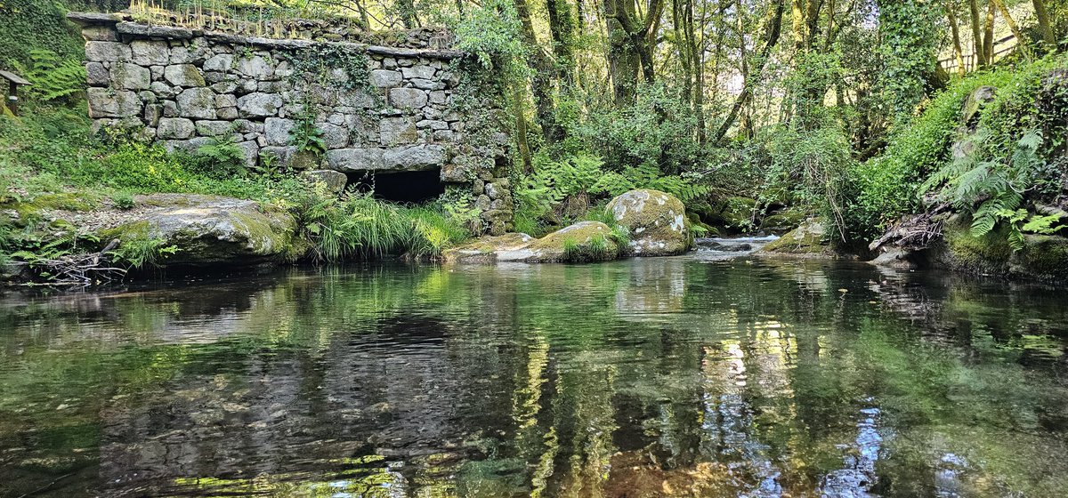 ramon_magan's tweet image. De paseo por un tramo de la #SendaDoRioFurnia en la parroquia de #Malvas en #Tui.
Un recorrido placentero que nos lleva por viejos molinos abandonados entre vegetación frondosa y el arrullo del agua.