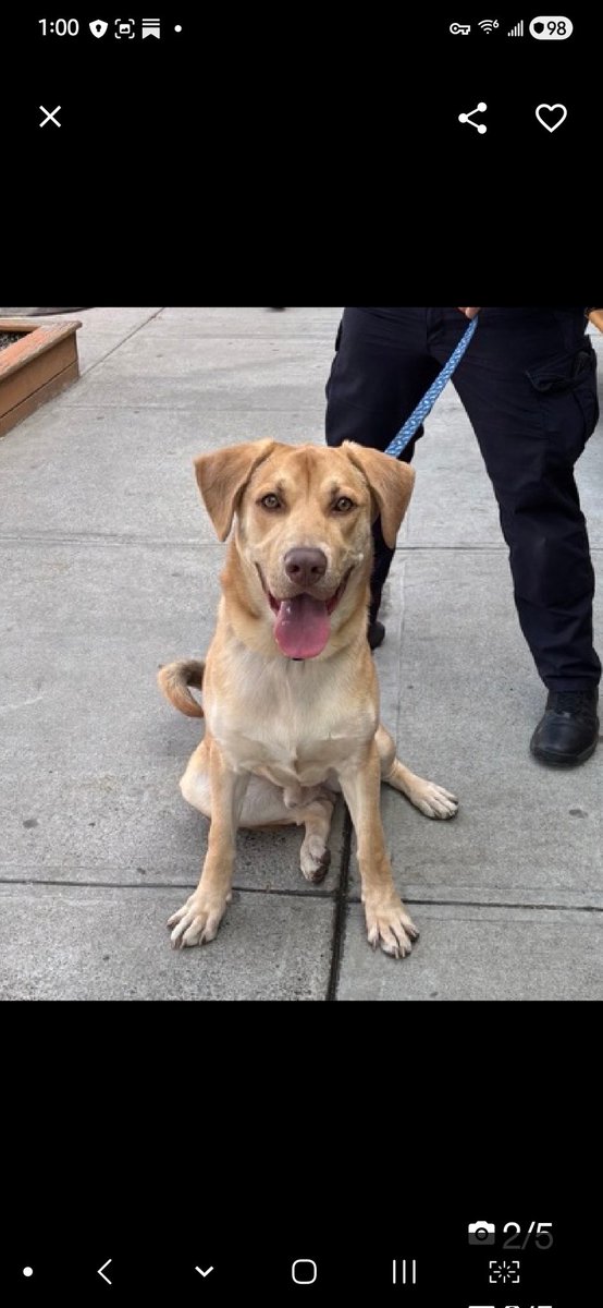 Julie🌻🐾 tweet media