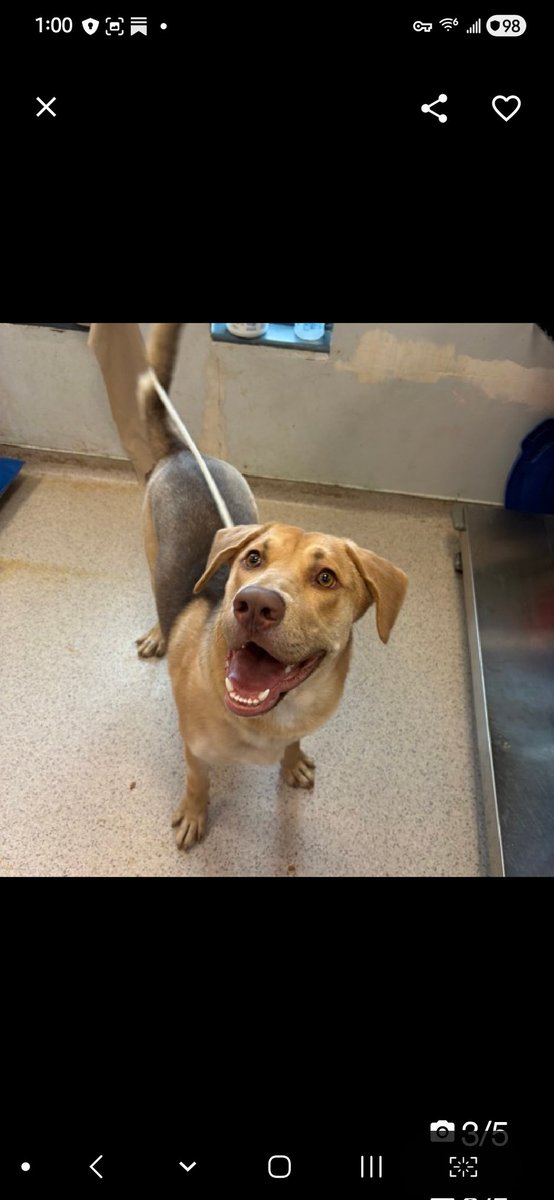 Julie🌻🐾 tweet media