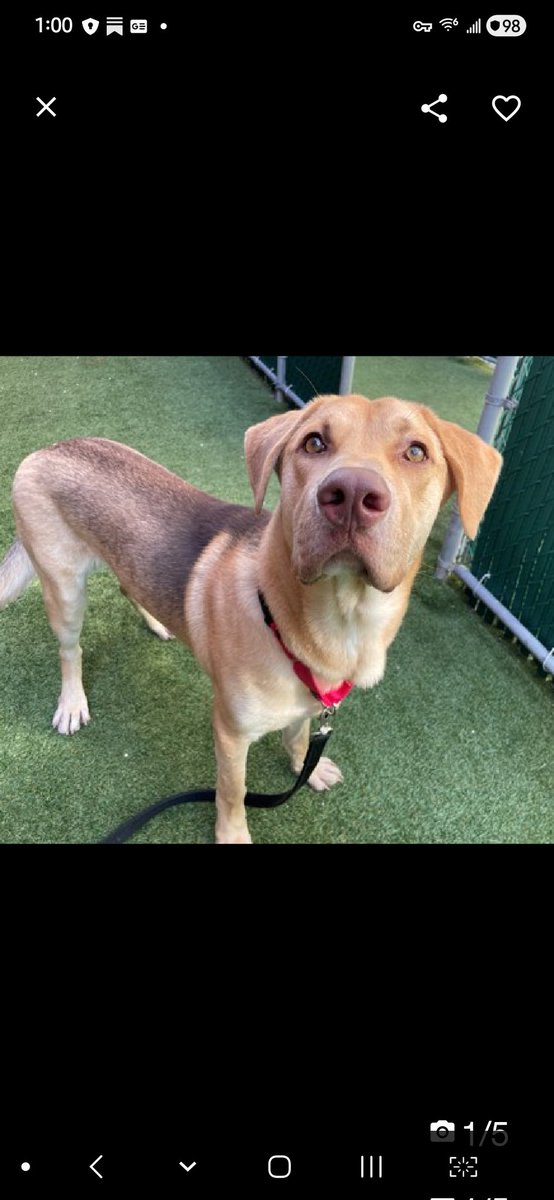 Julie🌻🐾 tweet media