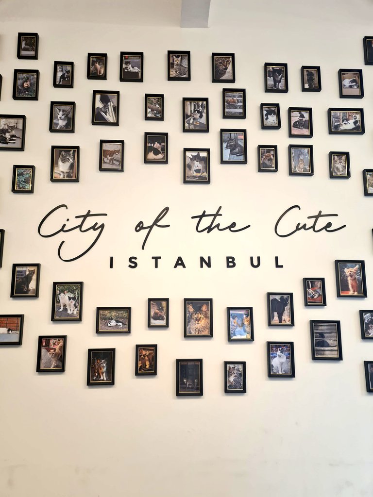 eyressy's tweet photo. kedili mekana intikal etmeyince delleniyo kız https://t.co/1NFFZ6UZE1
