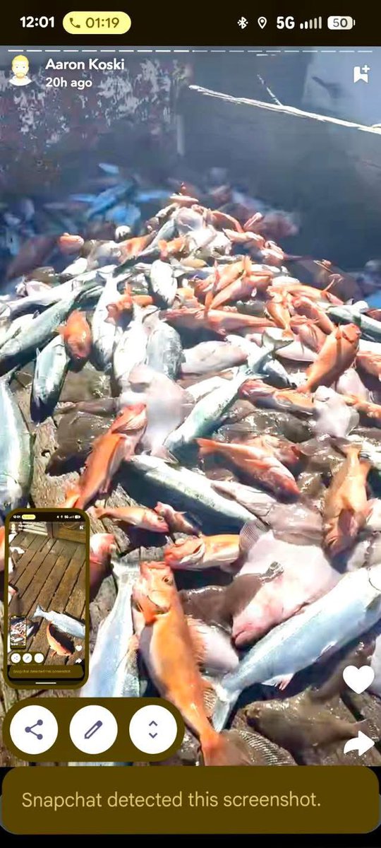 This is just not sustainable. Especially for such low quality food like imitation crab and filet o fish. “Midwater” trawlers aren’t so midwater either. They frequently drag the reefs and bottom in shallow areas destroying everything g in its path. Millions of lbs of salmon crab