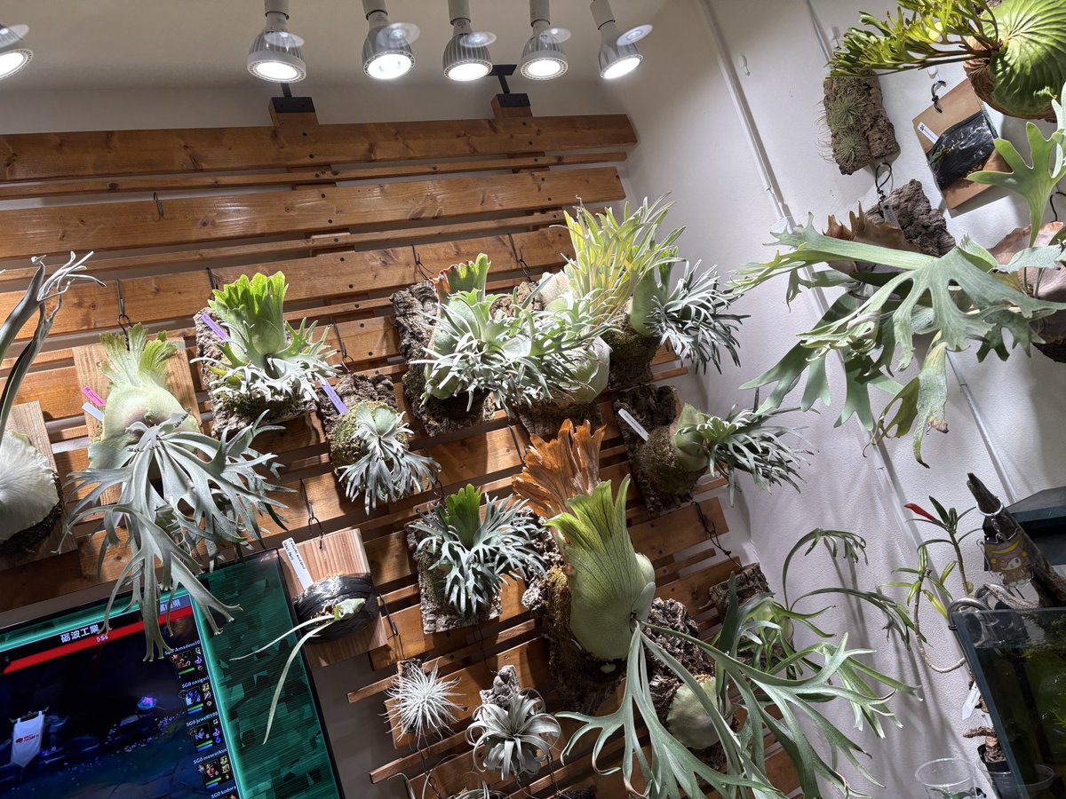 ちゃらピン。 tweet media