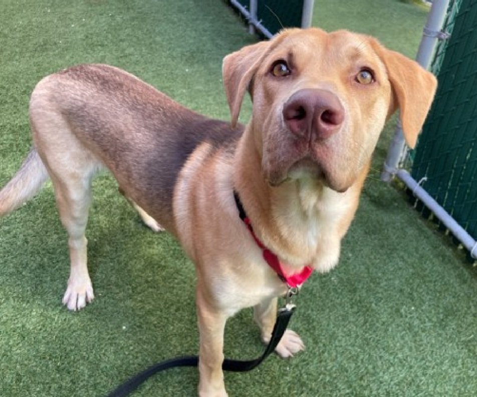 MorgFairsdogs's tweet image. Cooper 249109
Listed TBK 4/21
#NYCACC #RescueOnly 
He is a handsome 1 yr old puppy 🐶 
Very social &amp;amp; treat receptive with staff
Has poor impulse control, he is a puppy, not his fault 
Needs exp all adult home 
Help save Cooper!
nycacc.app/browse/249109
#Pledge4Rescue #foster