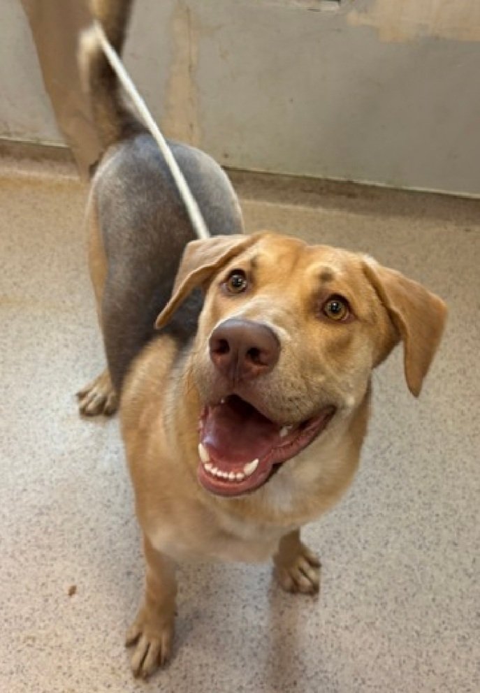 MorgFairsdogs's tweet image. Cooper 249109
Listed TBK 4/21
#NYCACC #RescueOnly 
He is a handsome 1 yr old puppy 🐶 
Very social &amp;amp; treat receptive with staff
Has poor impulse control, he is a puppy, not his fault 
Needs exp all adult home 
Help save Cooper!
nycacc.app/browse/249109
#Pledge4Rescue #foster