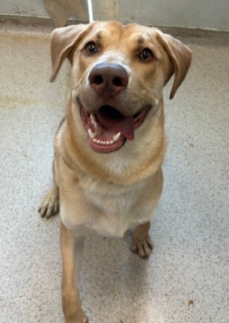 MorgFairsdogs's tweet image. Cooper 249109
Listed TBK 4/21
#NYCACC #RescueOnly 
He is a handsome 1 yr old puppy 🐶 
Very social &amp;amp; treat receptive with staff
Has poor impulse control, he is a puppy, not his fault 
Needs exp all adult home 
Help save Cooper!
nycacc.app/browse/249109
#Pledge4Rescue #foster