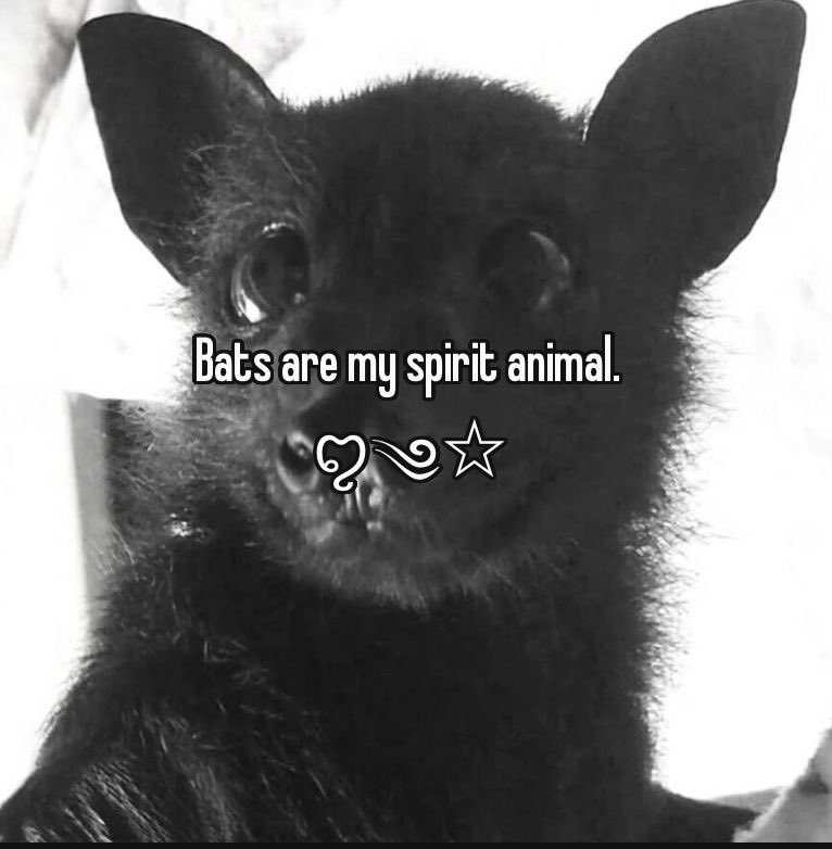 Elisabeta da Transilvânia🍷🪦 tweet media