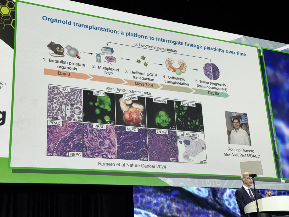 weldeiry's tweet photo. Dr. Charles Sawyers speaks at #AACR26 Plenary Session about overcoming resistance through an approach that addresses lineage plasticity in prostate and other tumors. 

He recounted Enzalutamide, discussed elegant genetic mouse models of neuroendocrine prostate cancer involving PTEN, p53, and Rb. 

He then described a next-gen organoid based transplantation model of neuroendocrine prostate cancer (Romero et al Nature Cancer 2024). 

He described insights into organoids growth conditions, ECM, integrins and neuroendocrine transitions. 

YAP1/TAZ, TEAD, and hippo signaling gave insights to therapeutic intervention to reverse neuroendocrine differentiation. LATS, TEAD, and Notch inhibitors have been emerging from the organoid approach. 

Sustained YAP/TEAD, Notch and AR inhibition with Enzalutamide drove NEPC differentiation in vitro.  Altered TEAD and FOXA1 binding occurs towards NEPC specific enhancers. 

DLL3 and LATS inhibitor were proposed for lineage restoration therapy.