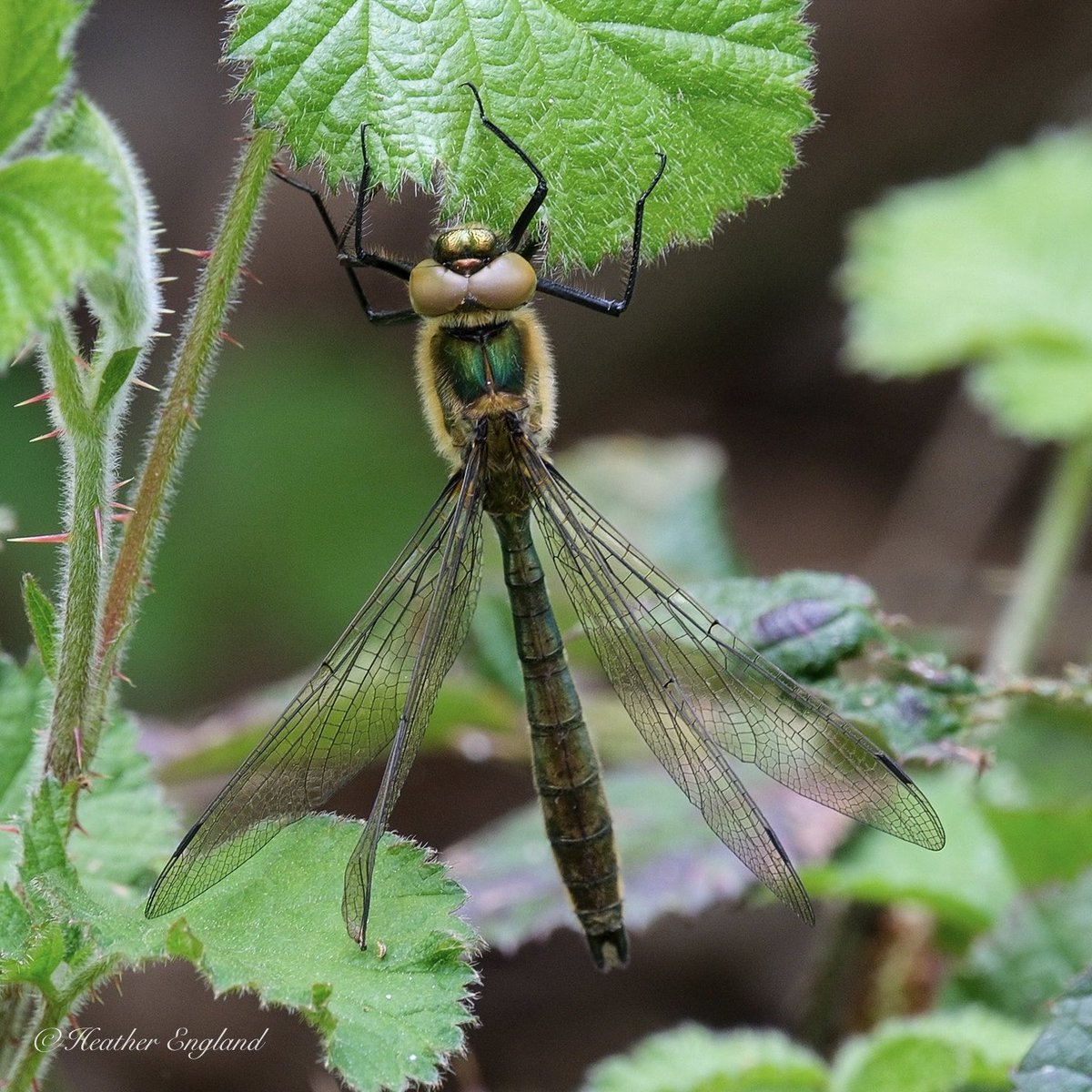 Heather24623189's tweet photo. Downy Emerald Dragonfly.. the first of many that will emerge over the coming weeks.. seen today Sandpool NR , Cotswold Water Park.. @CWPBirds @CWPRangers @WiltsWildlife @BDSdragonflies https://t.co/4KCRacipzJ