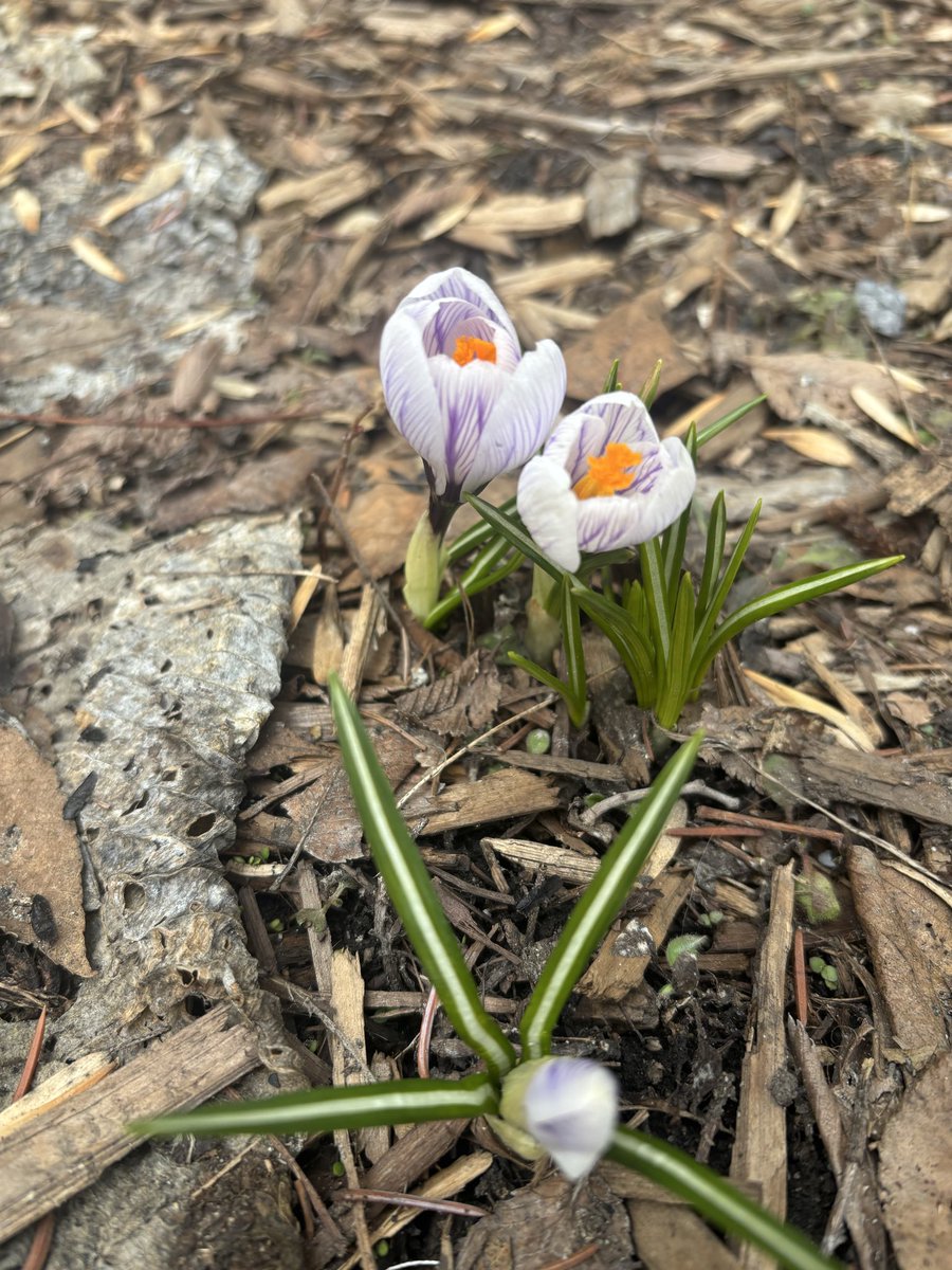 KalenAnderson's tweet photo. Signs of spring in Edmonton backyard! https://t.co/CYv0nMtMmw