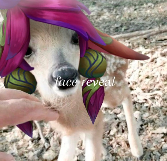 Acervo Lillia 🦌 tweet media