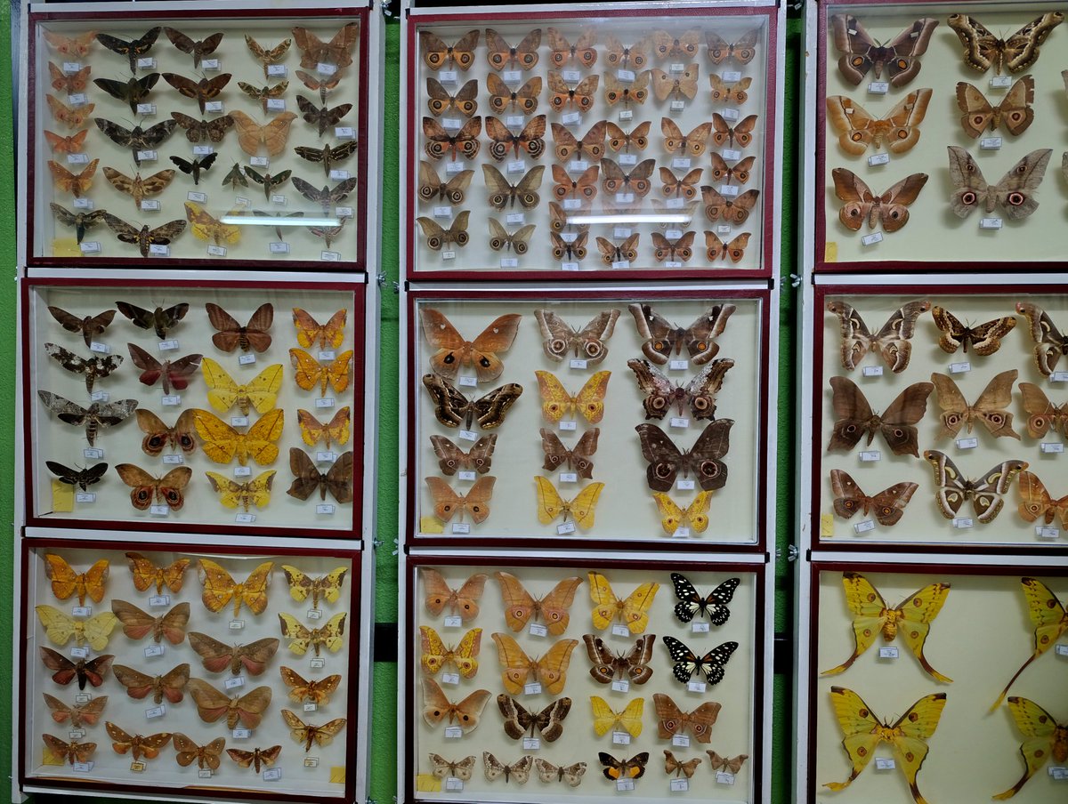 erikrsalazar's tweet photo. 📍 Museo de Mariposas - Bugedo, Burgos, Castilla y León. 🧵👇🏻 #Bugedo #Burgos #CastillaYLeón https://t.co/VNQyif9gym
