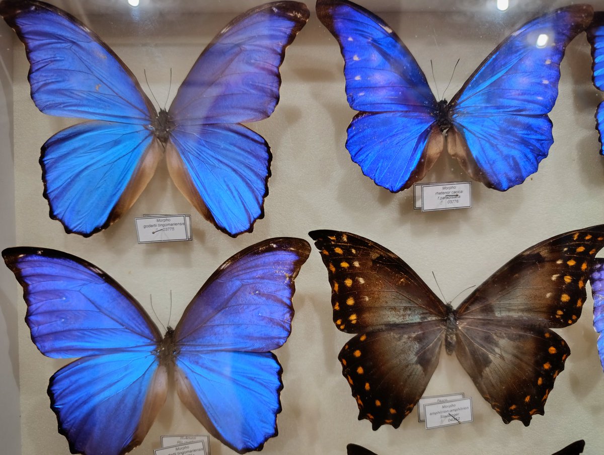 erikrsalazar's tweet photo. 📍 Museo de Mariposas - Bugedo, Burgos, Castilla y León. 🧵👇🏻 #Bugedo #Burgos #CastillaYLeón https://t.co/VNQyif9gym