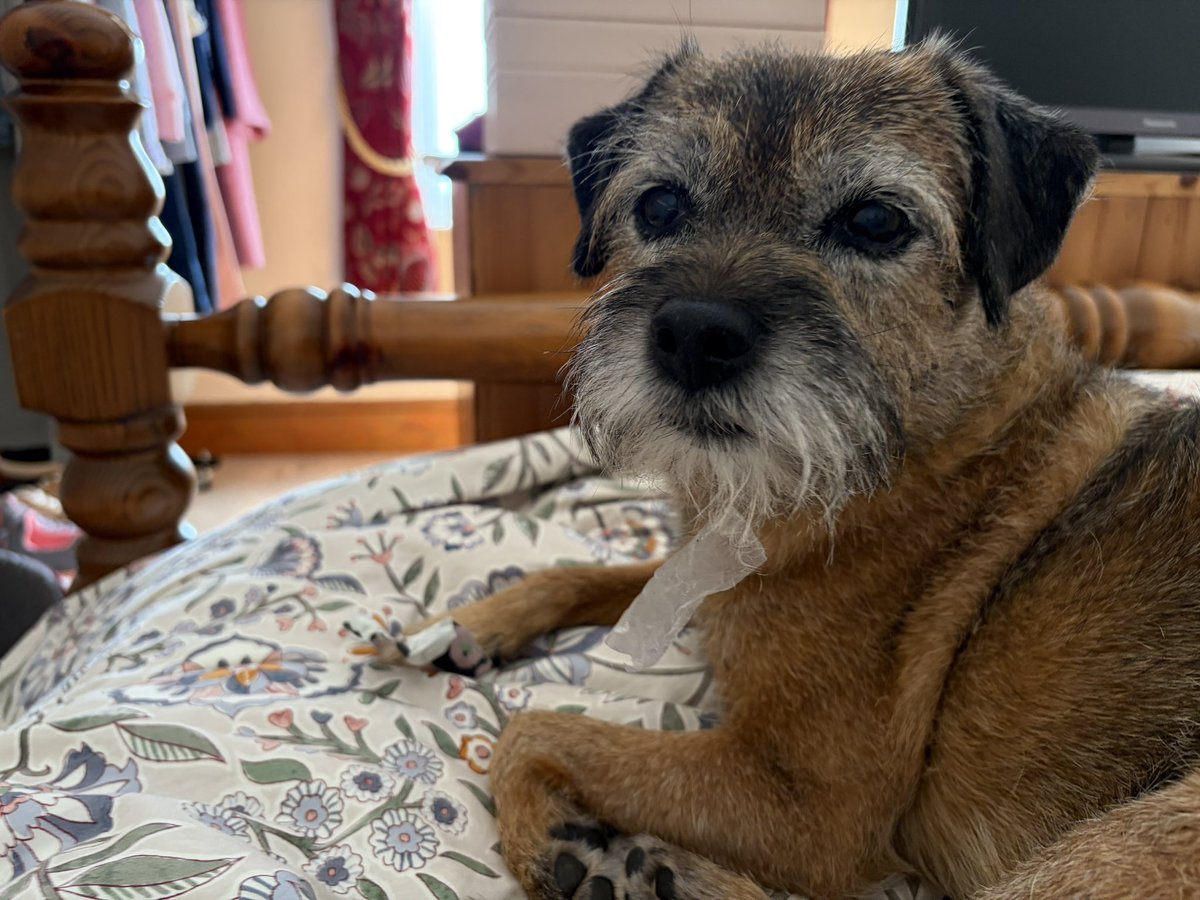 Mabel & Stanley OBE 🐶🐾🐕 tweet media