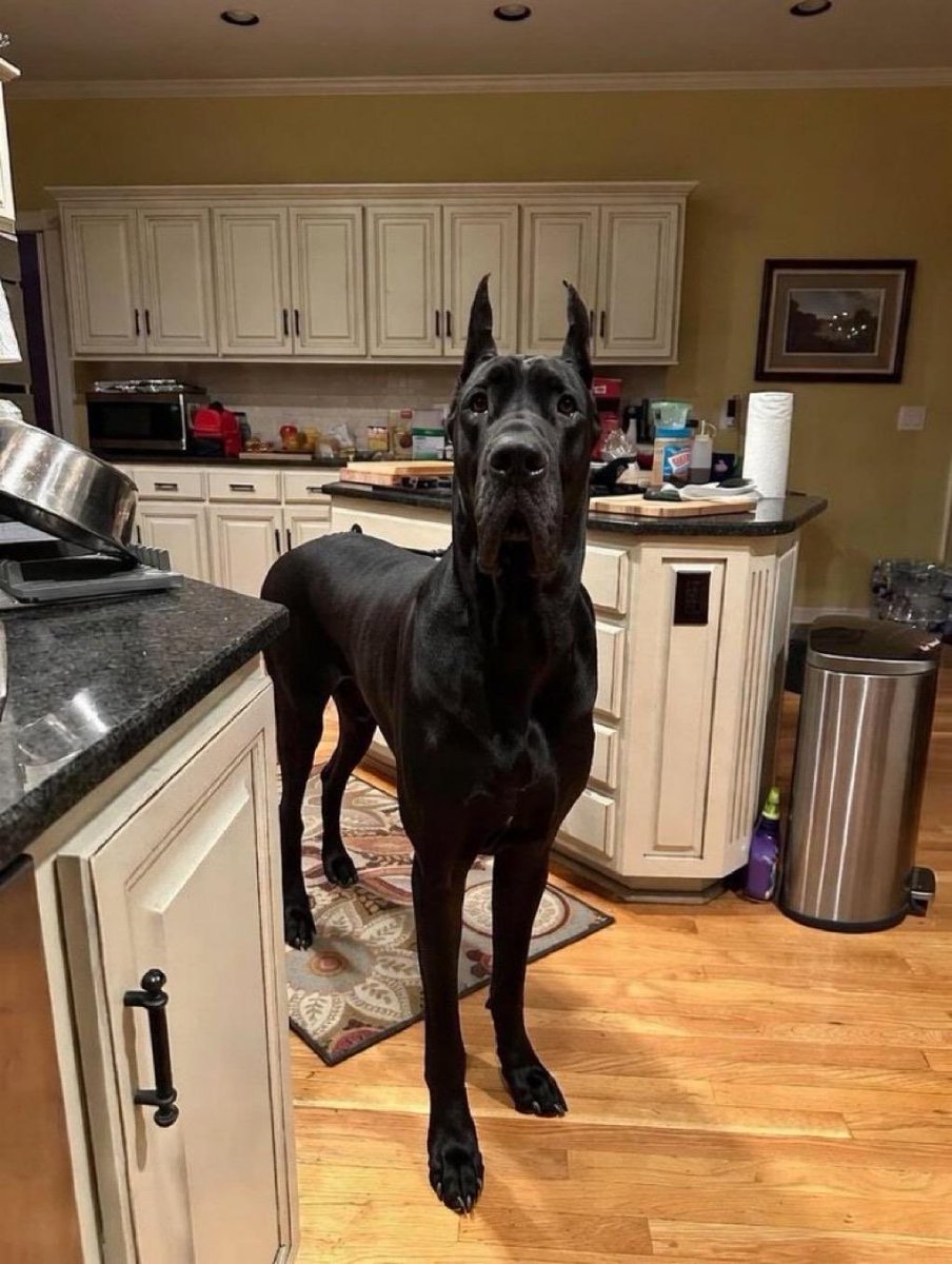 Chris Djernaes tweet media