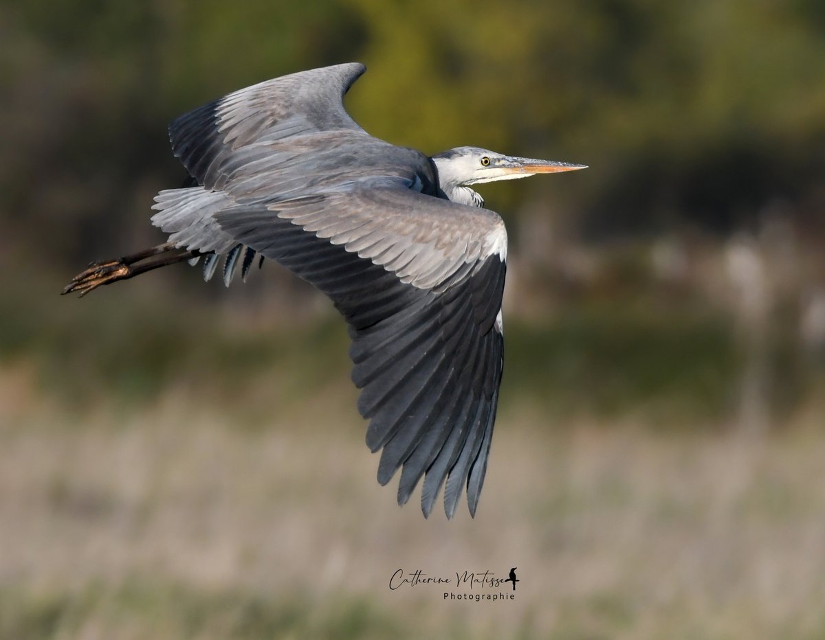 catmarie1812's tweet image. Saga du héron cendré, encore et encore

Gris clair, gris cendré, gris foncé, gris ardoise...
Notre héron revisite fifty shades of grey à l'infini dans des vols majestueux et hypnotiques.
C'est si beau 🩶🖤🩵

#naturebeauty #birdphotography