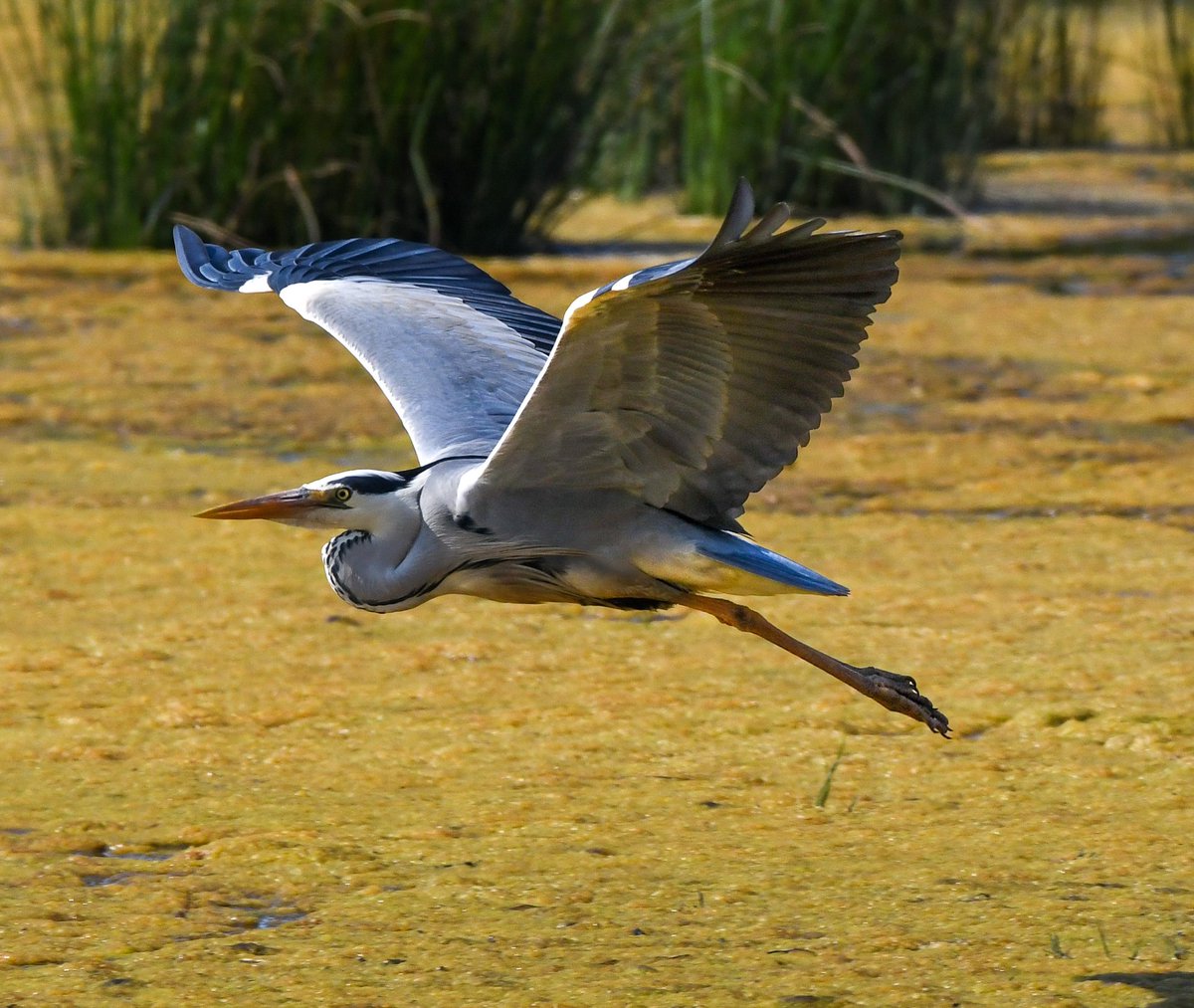 catmarie1812's tweet image. Saga du héron cendré, encore et encore

Gris clair, gris cendré, gris foncé, gris ardoise...
Notre héron revisite fifty shades of grey à l'infini dans des vols majestueux et hypnotiques.
C'est si beau 🩶🖤🩵

#naturebeauty #birdphotography