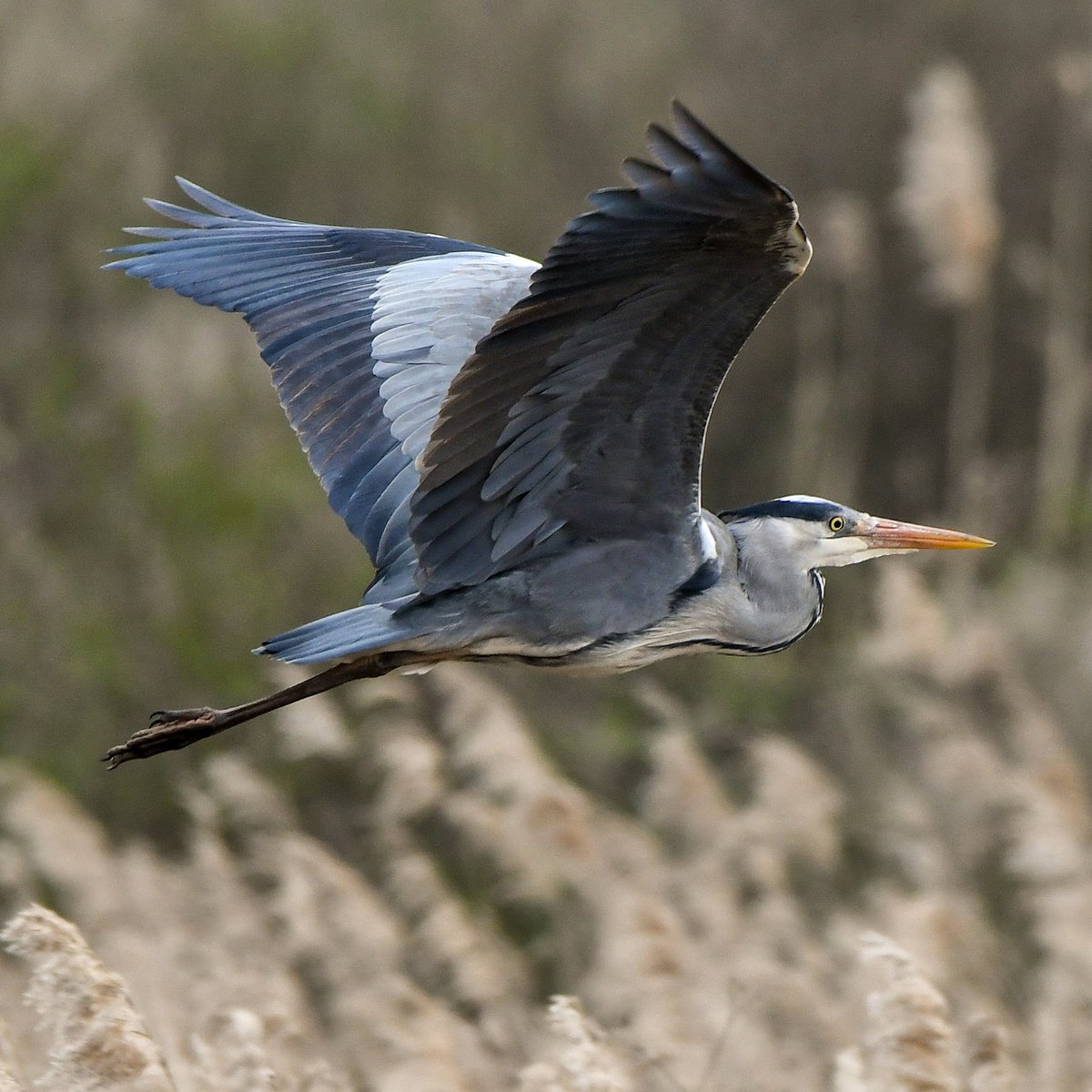 catmarie1812's tweet image. Saga du héron cendré, encore et encore

Gris clair, gris cendré, gris foncé, gris ardoise...
Notre héron revisite fifty shades of grey à l'infini dans des vols majestueux et hypnotiques.
C'est si beau 🩶🖤🩵

#naturebeauty #birdphotography
