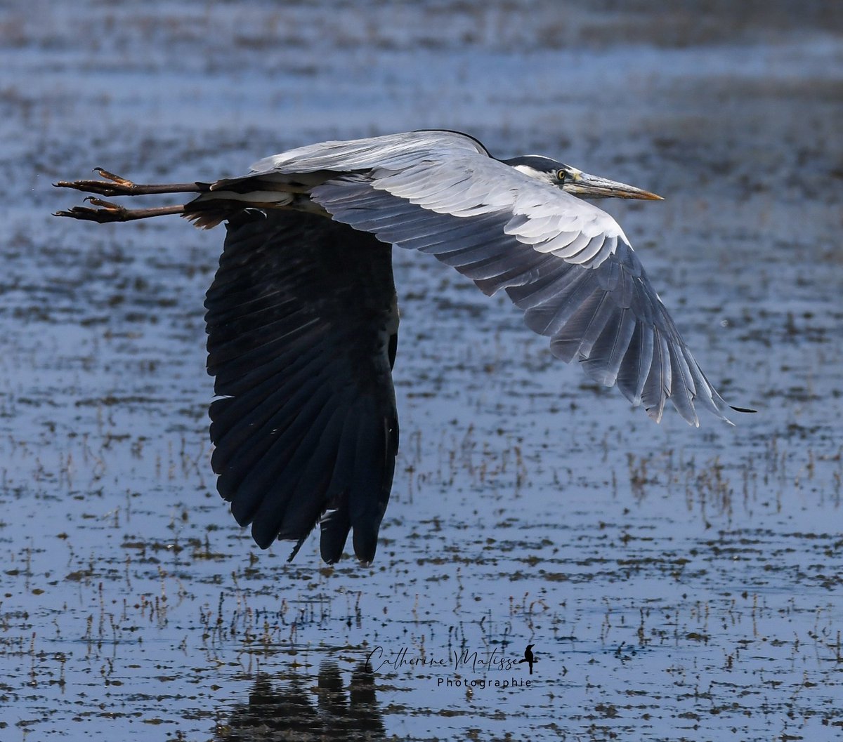 catmarie1812's tweet image. Saga du héron cendré, encore et encore

Gris clair, gris cendré, gris foncé, gris ardoise...
Notre héron revisite fifty shades of grey à l'infini dans des vols majestueux et hypnotiques.
C'est si beau 🩶🖤🩵

#naturebeauty #birdphotography