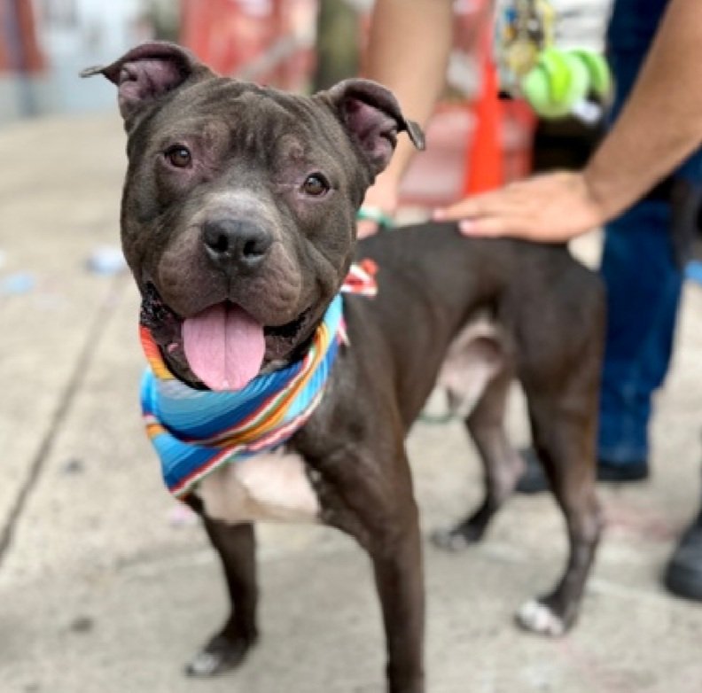 MorgFairsdogs's tweet image. King 247759
Listed TBK 4/21
#NYCACC #RescueOnly 
He is a cute 1 yr old puppy 🐶 
Has made significant improvement with treatment of his alopecia 🚑
Social with staff, loves fetch
Dog reactive in care 
Needs exp all adult home 
Save King!
nycacc.app/browse/247759
#Pledge4Rescue