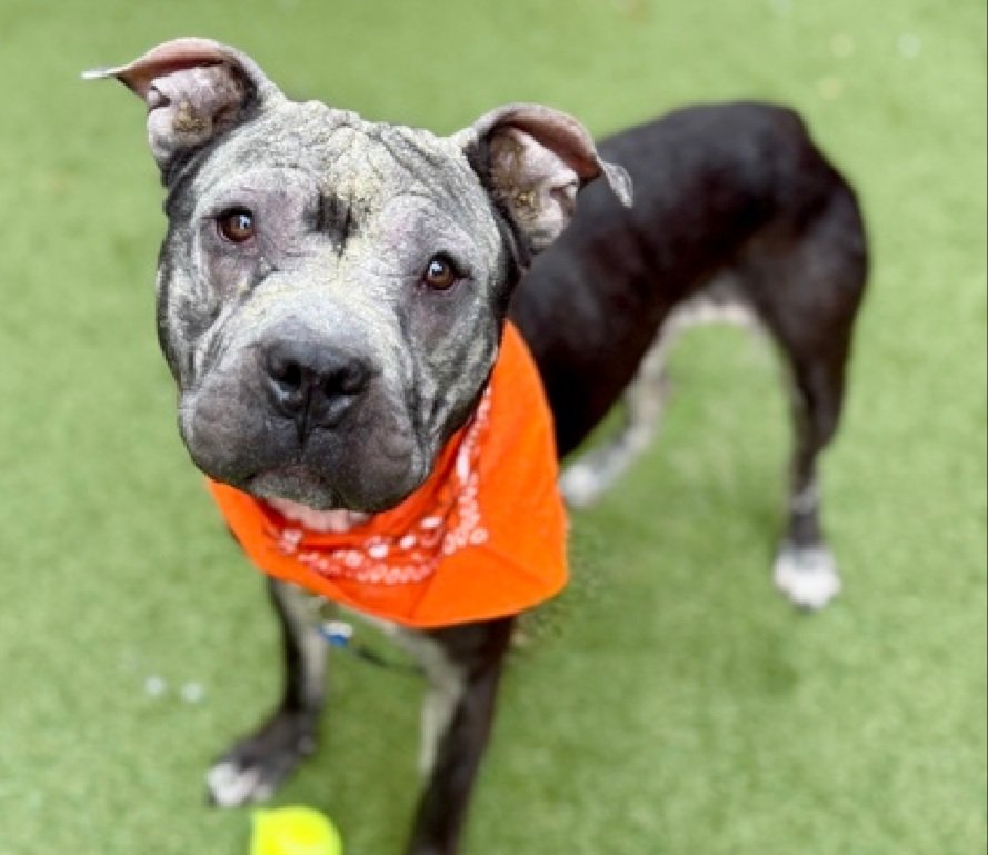 MorgFairsdogs's tweet image. King 247759
Listed TBK 4/21
#NYCACC #RescueOnly 
He is a cute 1 yr old puppy 🐶 
Has made significant improvement with treatment of his alopecia 🚑
Social with staff, loves fetch
Dog reactive in care 
Needs exp all adult home 
Save King!
nycacc.app/browse/247759
#Pledge4Rescue