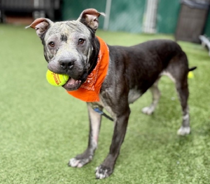 MorgFairsdogs's tweet image. King 247759
Listed TBK 4/21
#NYCACC #RescueOnly 
He is a cute 1 yr old puppy 🐶 
Has made significant improvement with treatment of his alopecia 🚑
Social with staff, loves fetch
Dog reactive in care 
Needs exp all adult home 
Save King!
nycacc.app/browse/247759
#Pledge4Rescue