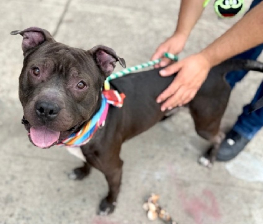 MorgFairsdogs's tweet image. King 247759
Listed TBK 4/21
#NYCACC #RescueOnly 
He is a cute 1 yr old puppy 🐶 
Has made significant improvement with treatment of his alopecia 🚑
Social with staff, loves fetch
Dog reactive in care 
Needs exp all adult home 
Save King!
nycacc.app/browse/247759
#Pledge4Rescue
