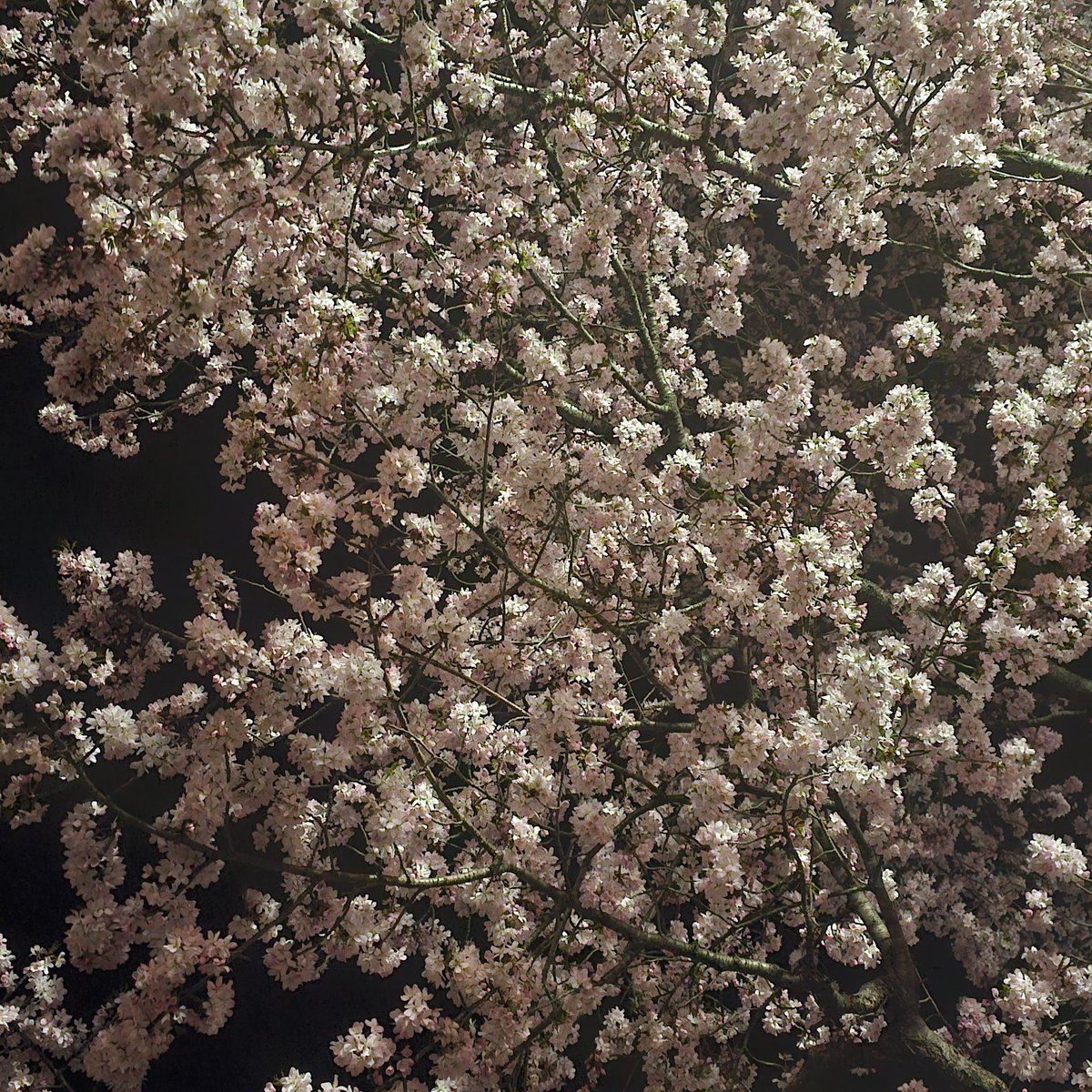 さっちょ\( 'ω')/ tweet media