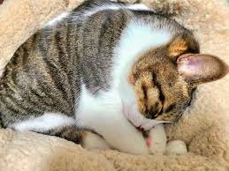 ミナト tweet media