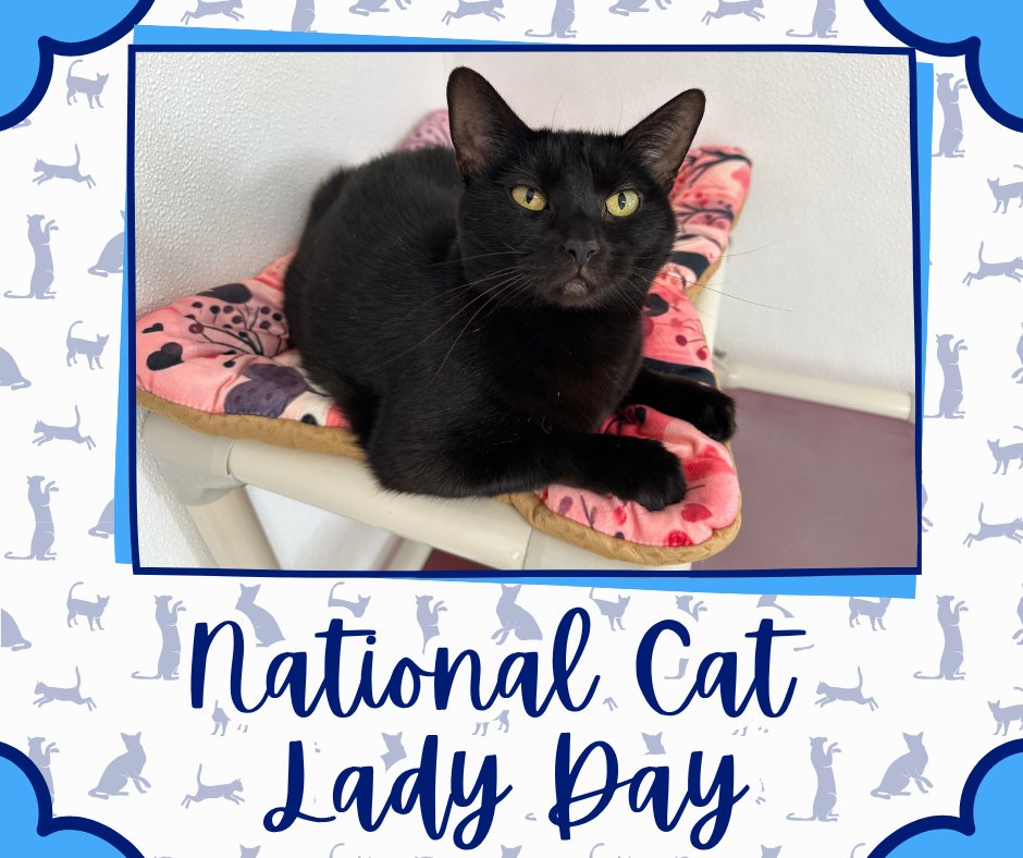 🐱 Happy National Cat Lady Day! A cat lady is defined by kindness, patience, and a willingness to love. Whether you have one cat or ten, we see you. Thank you for loving the felines of this world. 💙🐾😸