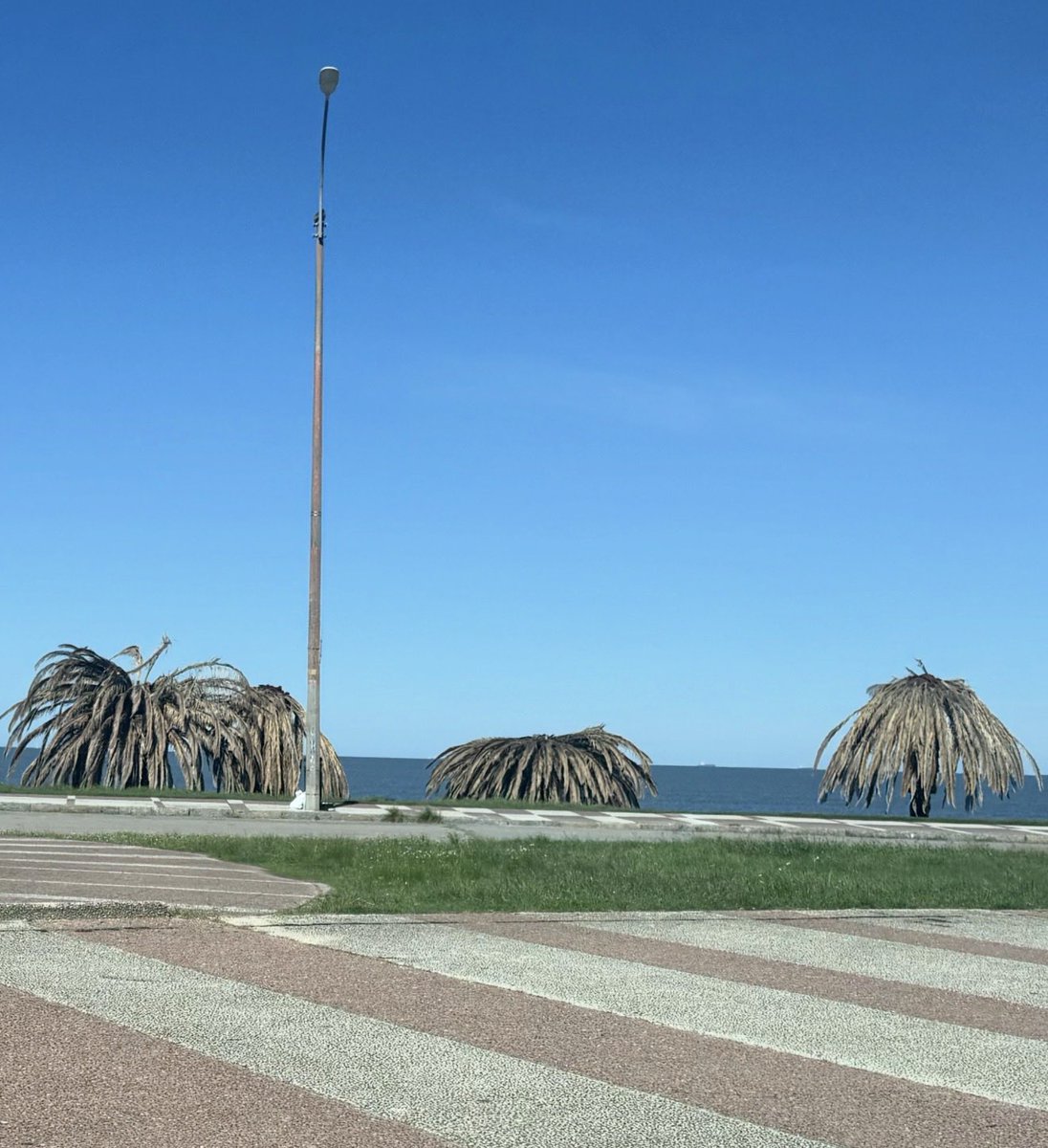 Juanma15's tweet image. Embotellamiento de domingo sin inspectores. Entre yuyos y marcianos. Paseando entre palmeras muertas sin retirar. Ciudad librada al azar. 
Hay que cambiar en #Montevideo