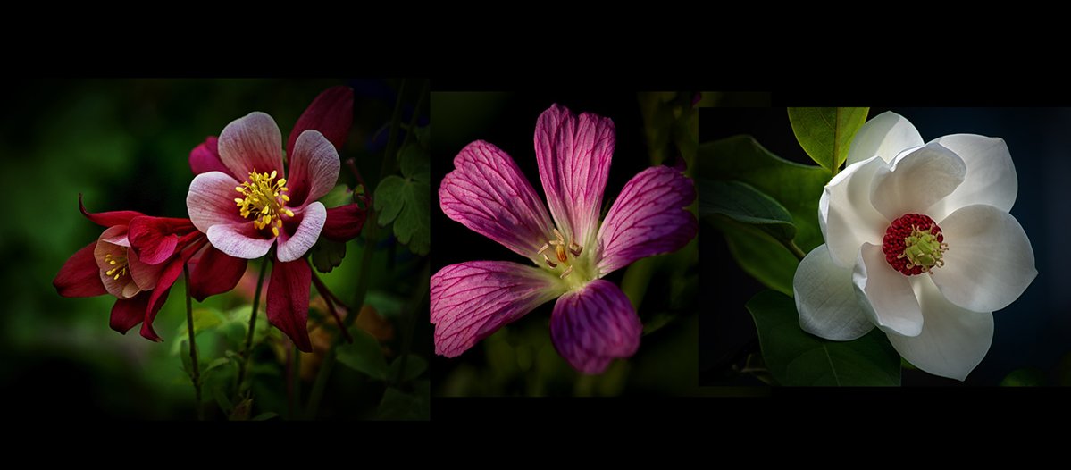 Sam_Alexandra23's tweet image. Good day Photographers &amp;amp; Friends!  Today let's share a #Triptych - three images on a #theme. Hope your weekend is going well!  #Photography #Nature #Flowers #Whatever 📸😃