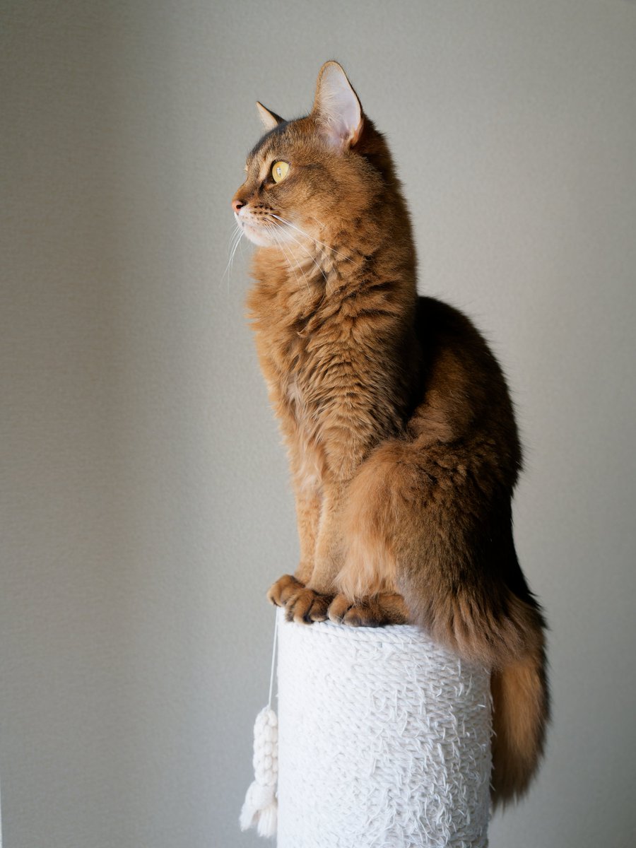 _Nyan_Time_'s tweet photo. こういう彫像、エジプトにありそう🤭

#猫 #cat #ソマリ #猫のいる暮らし #猫のいる幸せ https://t.co/1WVkL1tYY5