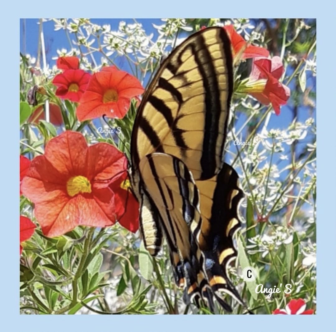 AngieScill15116's tweet image. The key to being happy is knowing you have the power to choose what to accept and what to let go.

🦋🕊️🦋🕊️🦋🕊️🦋🕊️🦋🕊️🦋

~ Dodinsky

☕️🕊️
Two Tailed Swallowtail B C
📷Angie’S🙂