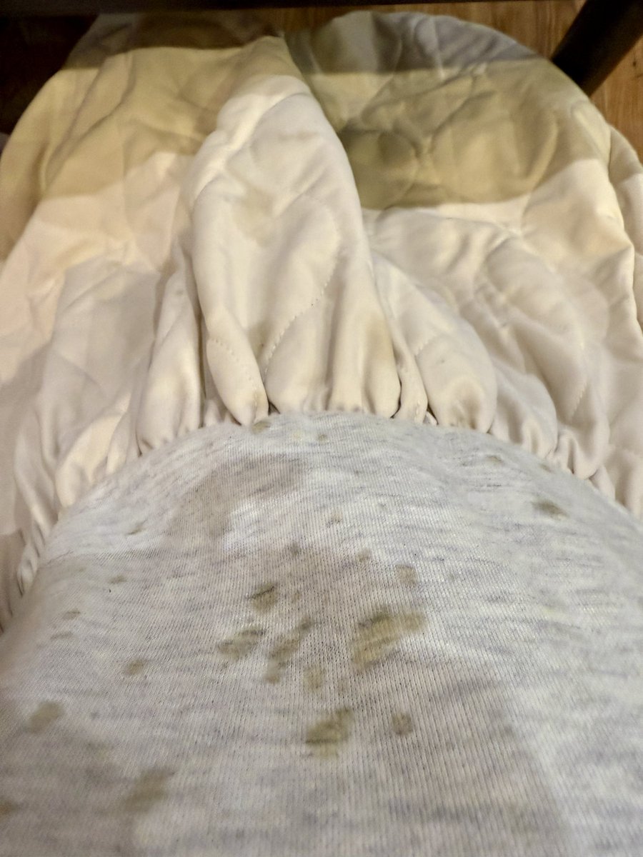 らんまるぽむぽむタイプα(ぽむ隊長) tweet media