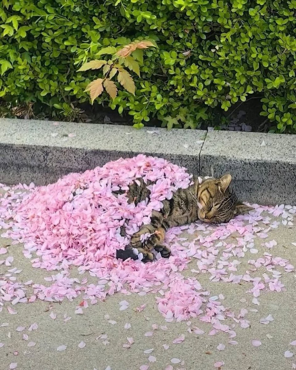 We don't deserve cats 😺 tweet media