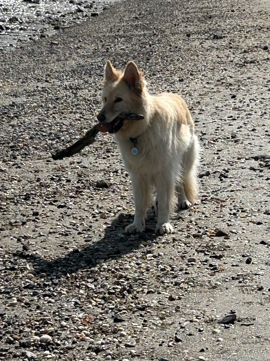 boatypat's tweet image. Freya n Luna also had beach time in Swansea #gsd #retriever #dogsoftwitter
