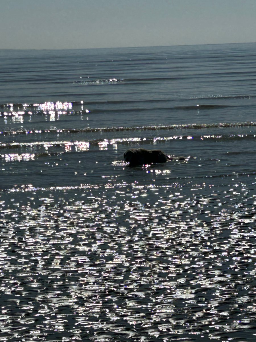 boatypat's tweet image. Freya n Luna also had beach time in Swansea #gsd #retriever #dogsoftwitter