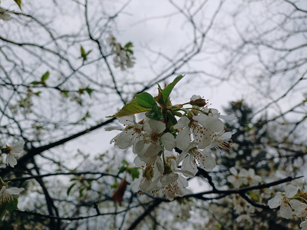 Strickschal tweet media