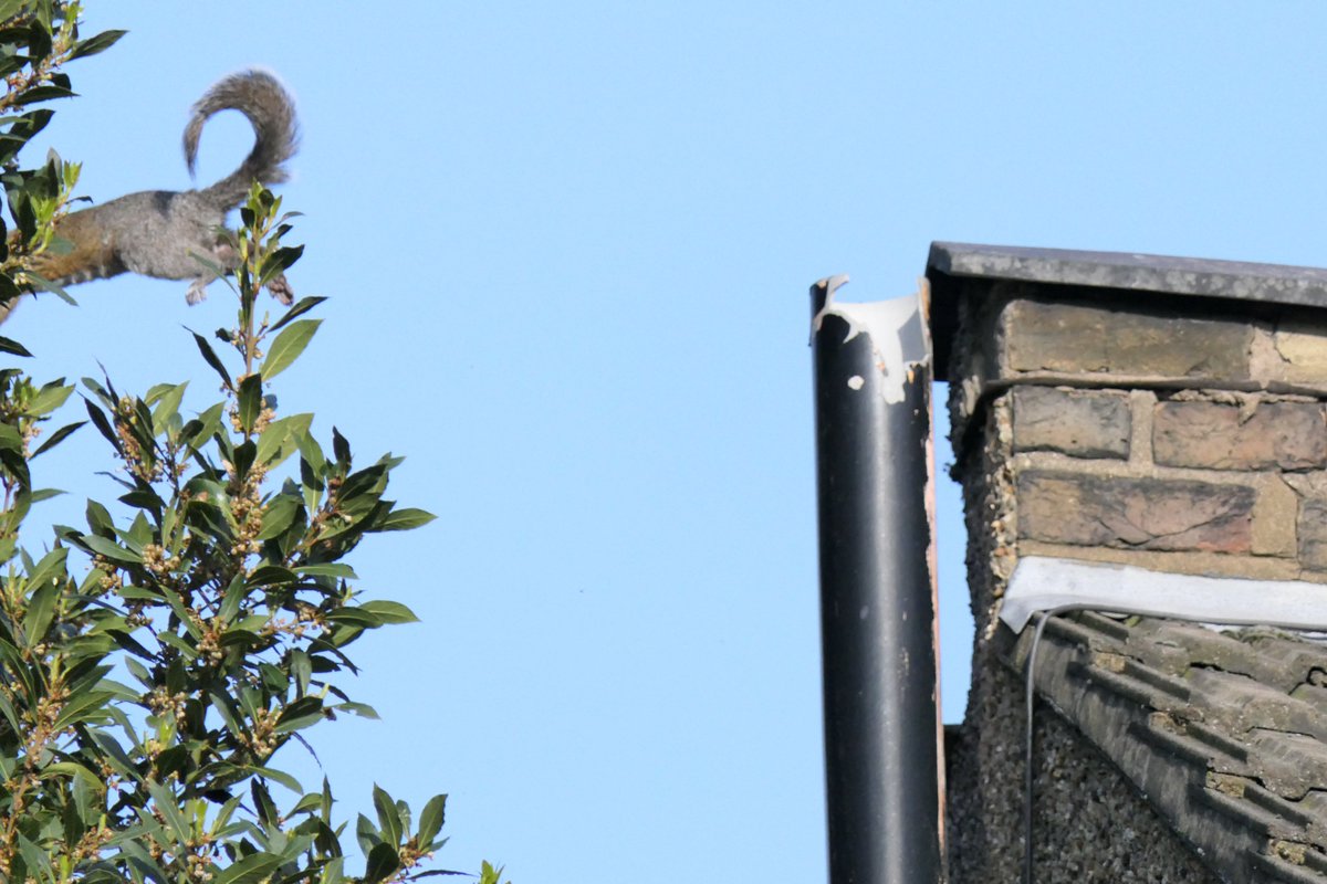 Nesquik1962's tweet image. Only the 2nd time I have got this, they are just so tricksie!! But this is a youngling #squirrel so he had to get up the nerve. #Leap, #stretch, #archback, did Mummy say #curltail?  #PracticeMakesPerfect #squirrelscrolling