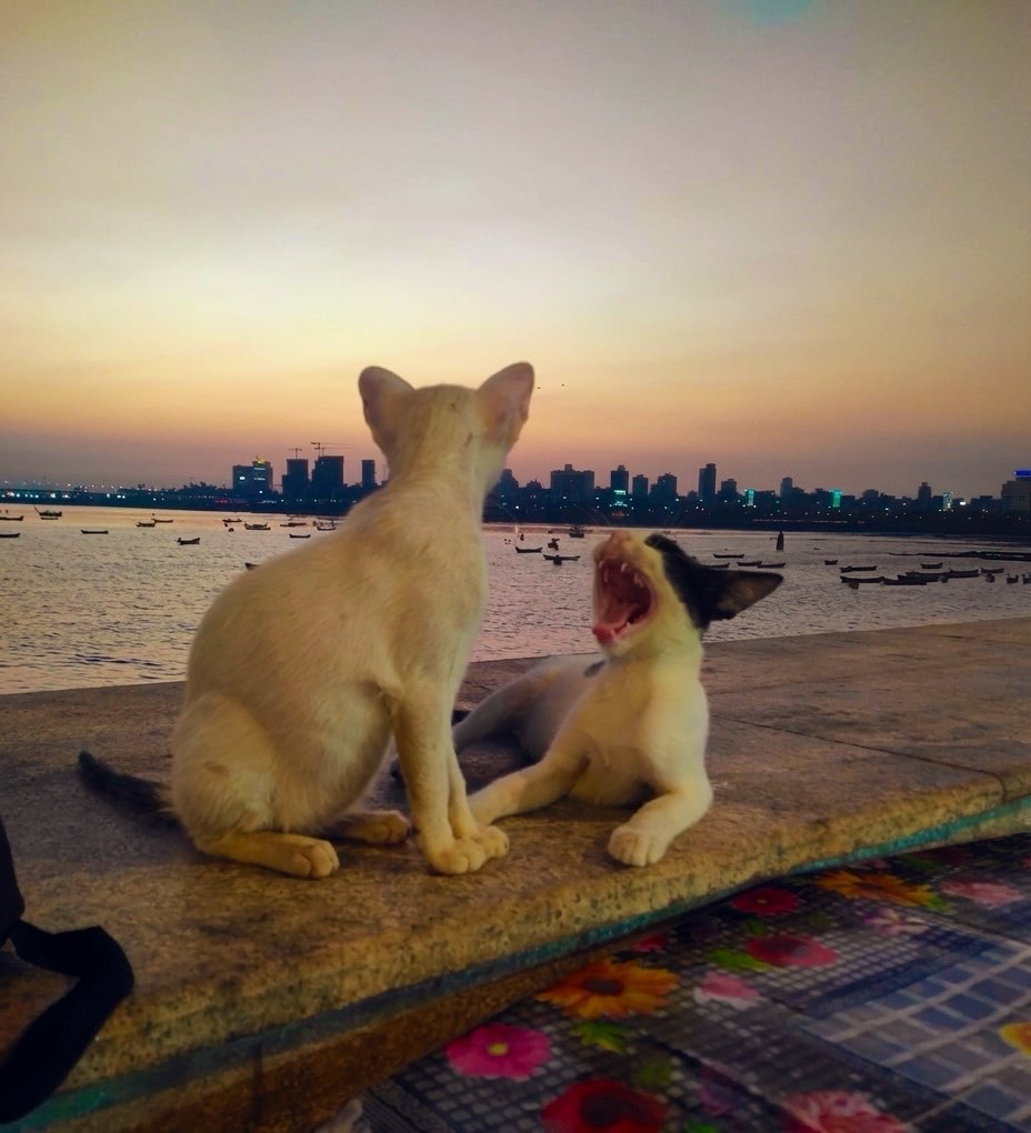 Pugmeister tweet media