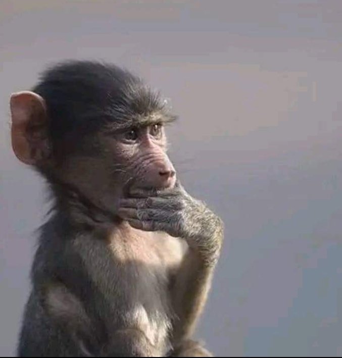 credence tweet media